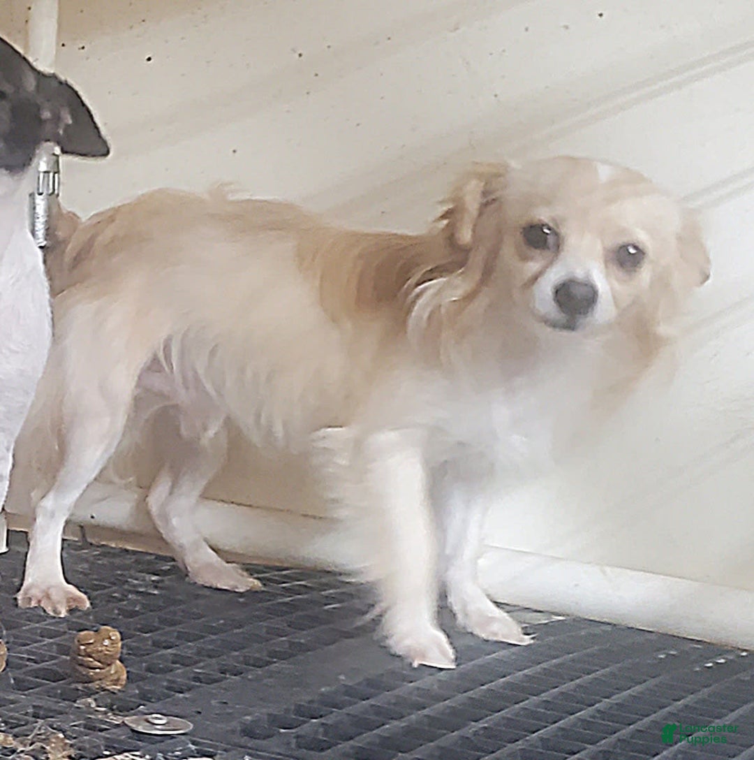 Chihuahua dogs for sale: Darcey - Image 14