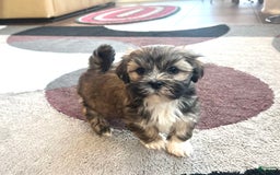 Lhasa Apso dogs for sale: Lola - Image 4