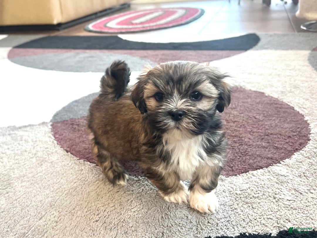 Lhasa Apso dogs for sale: Lola - Image 4