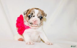 French Bulldog dogs for sale: Athena Akc - Image 27