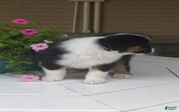 Miniature Australian Shepherd dogs for sale: Forest - Image 6