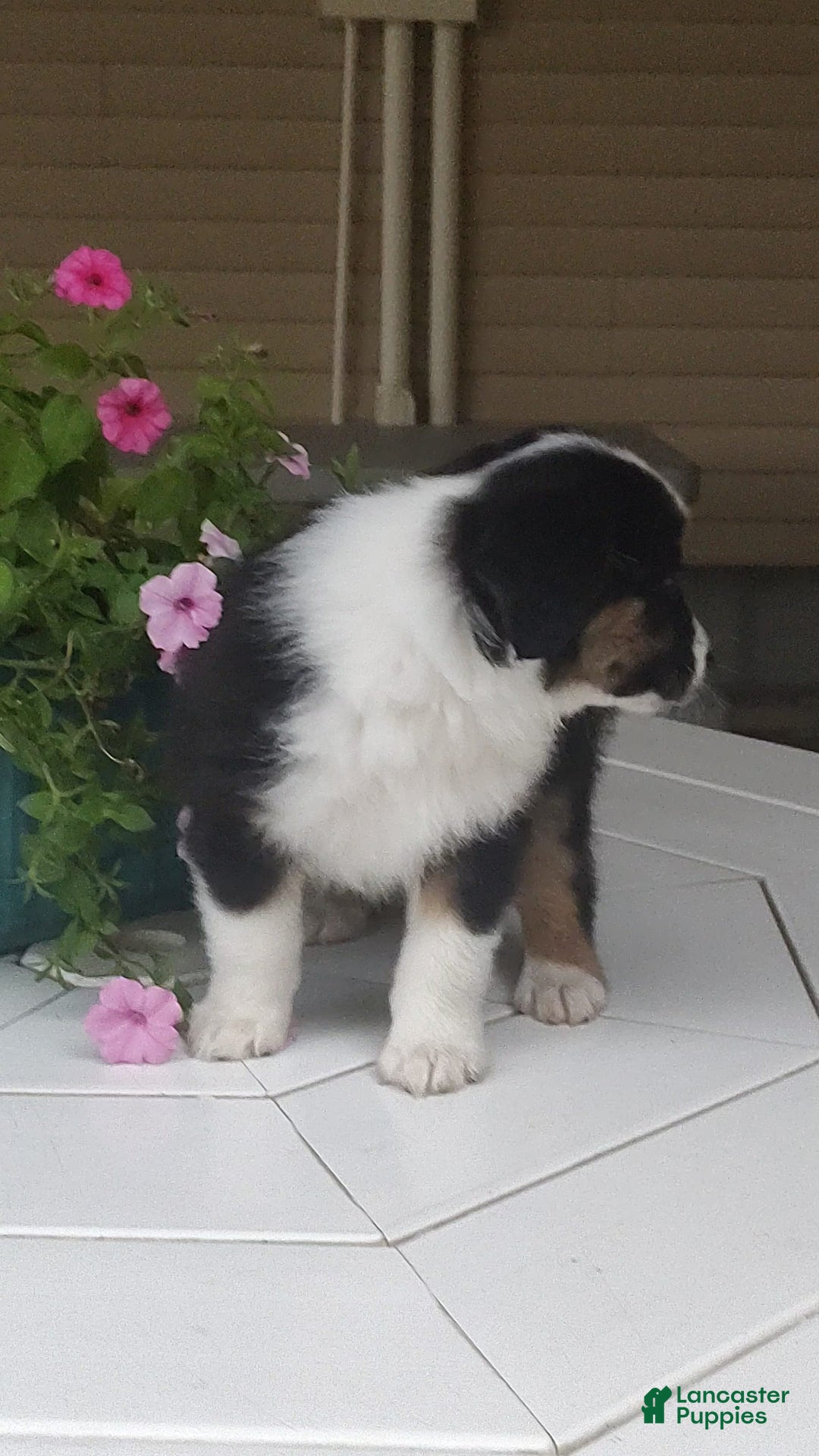 Miniature Australian Shepherd dogs for sale: Forest - Image 6