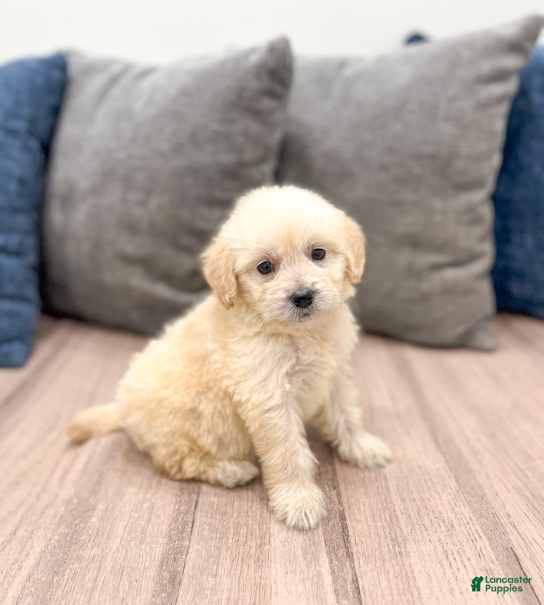 Mini Goldendoodle dogs for sale: Betty - Image 6