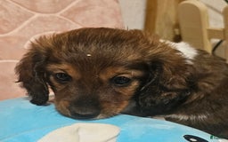 Dachshund dogs for sale: Simba - Image 1