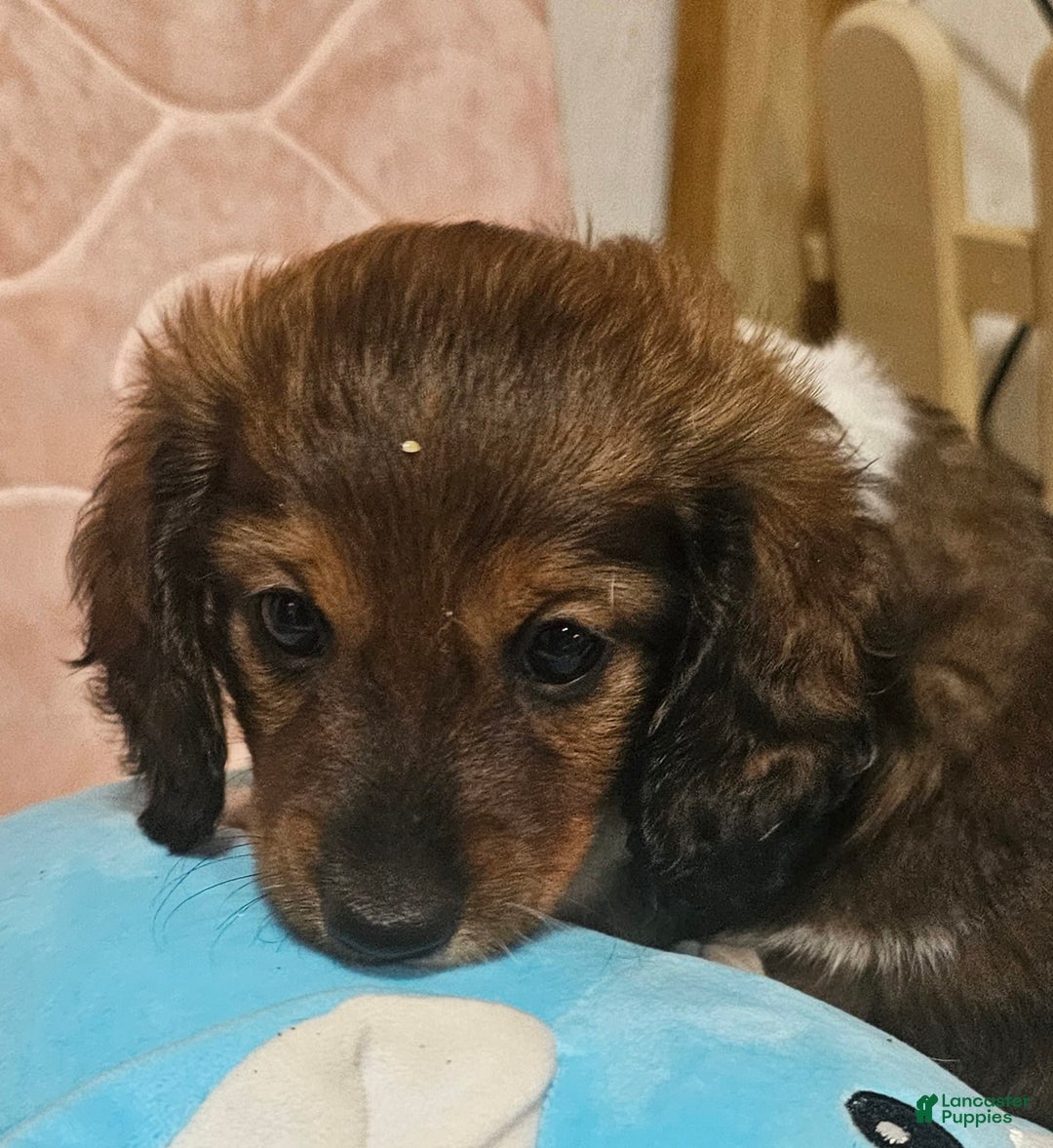 Dachshund dogs for sale: Simba - Image 1