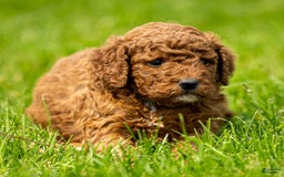 Miniature Poodle dogs for sale: Beau - Image 16