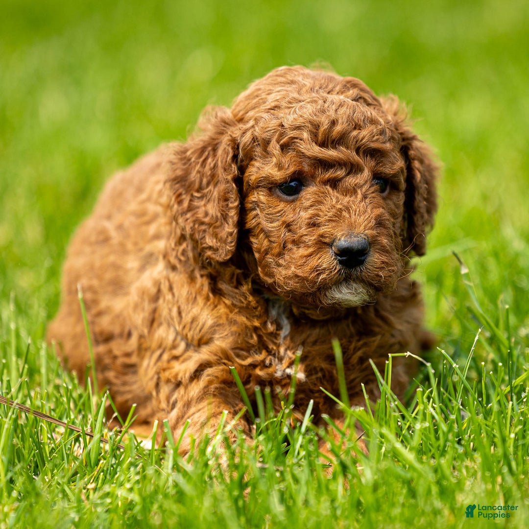 Miniature Poodle dogs for sale: Beau - Image 16