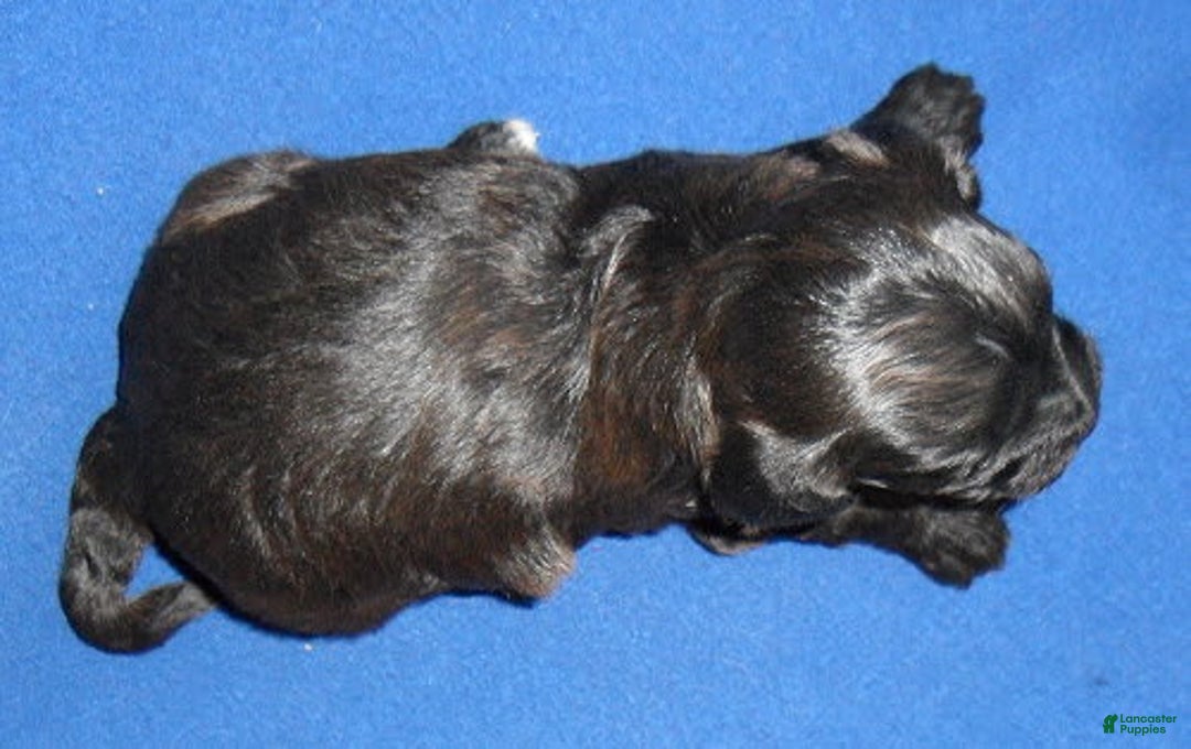 Shihpoo dogs for sale: Toby - Image 10