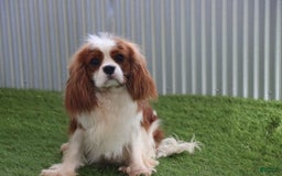 Cavachon dogs for sale: Diego - Image 13