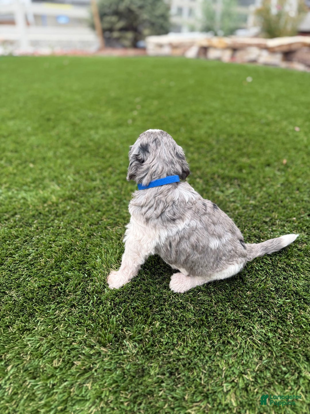 Bernedoodle dogs for sale: 2 - Image 2
