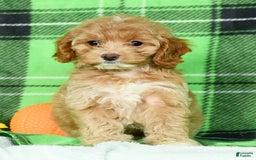Cockapoo dogs for sale: Violet - Image 9