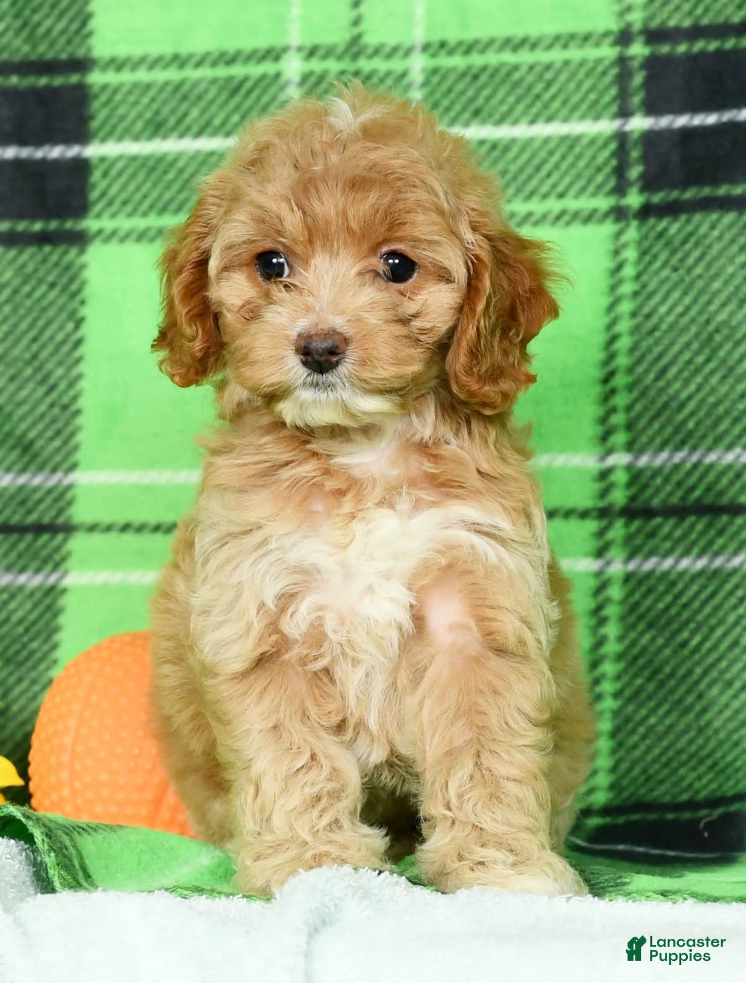 Cockapoo dogs for sale: Violet - Image 9