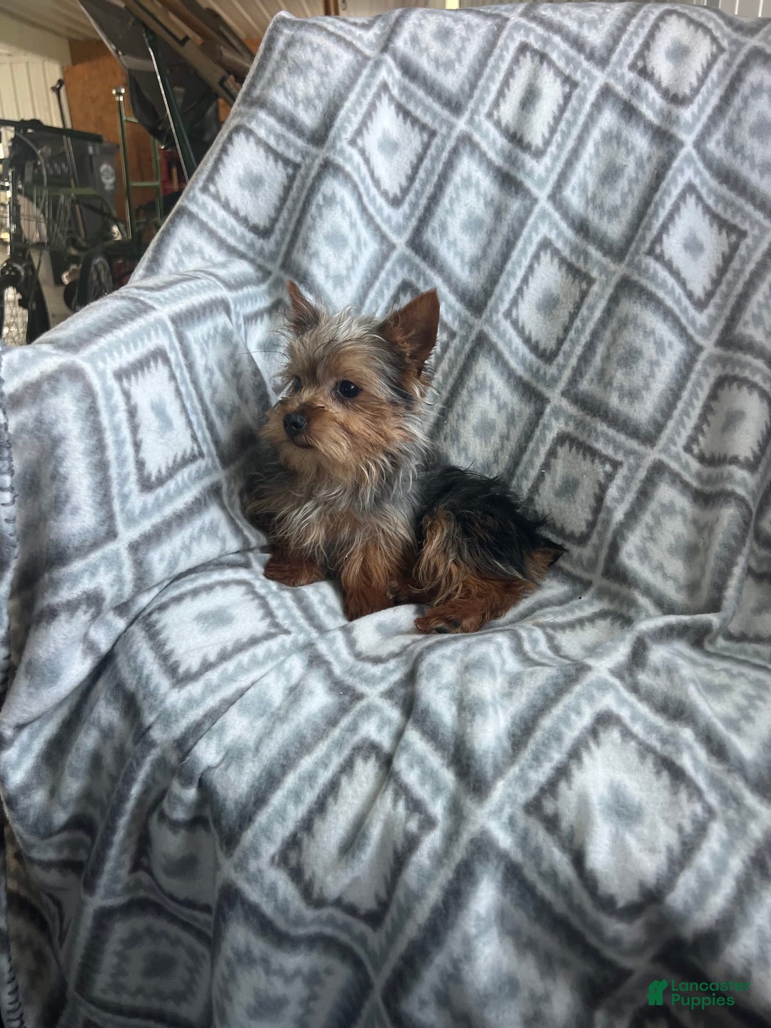 Yorkshire Terrier dogs for sale: Tiny Tim - Image 4