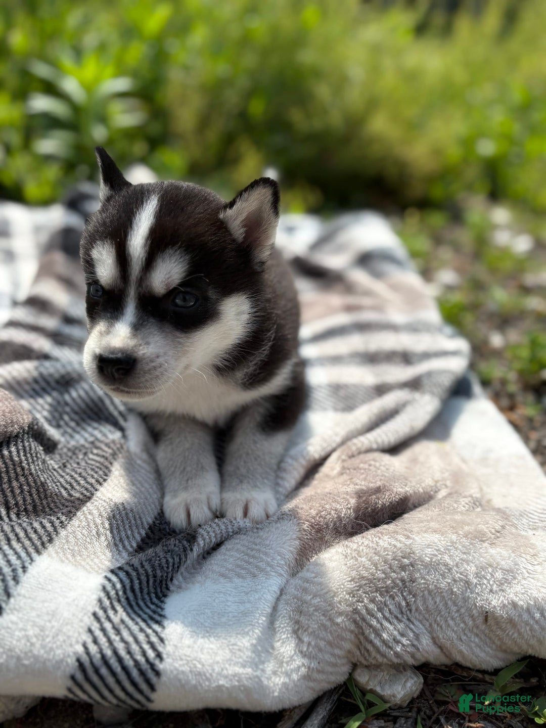 Siberian Husky dogs for sale: Red - Image 2