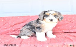 Miniature Bernese Mountain Dog dogs for sale: Mac - Image 3