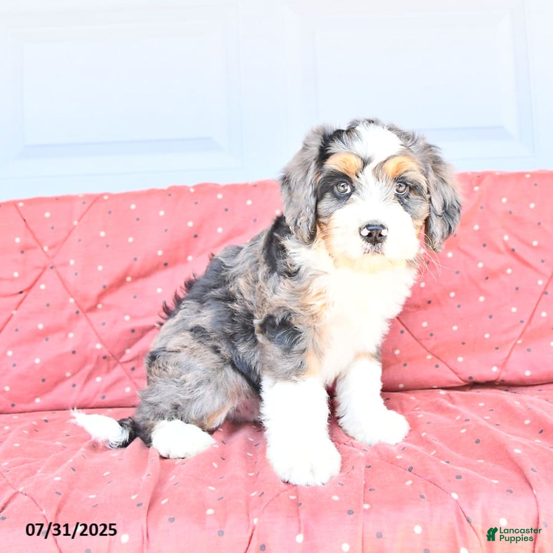 Miniature Bernese Mountain Dog dogs for sale: Mac - Image 3