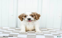 Cavapoo dogs for sale: Dakota - Image 1