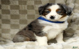 Miniature Australian Shepherd dogs for sale: Logan - Image 4