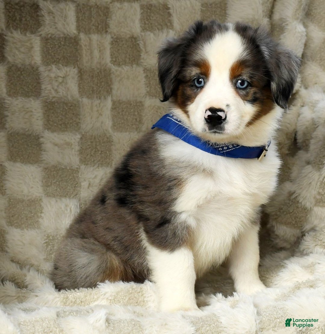 Miniature Australian Shepherd dogs for sale: Logan - Image 4