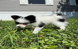Papillon dogs for sale: Daisy - Image 1