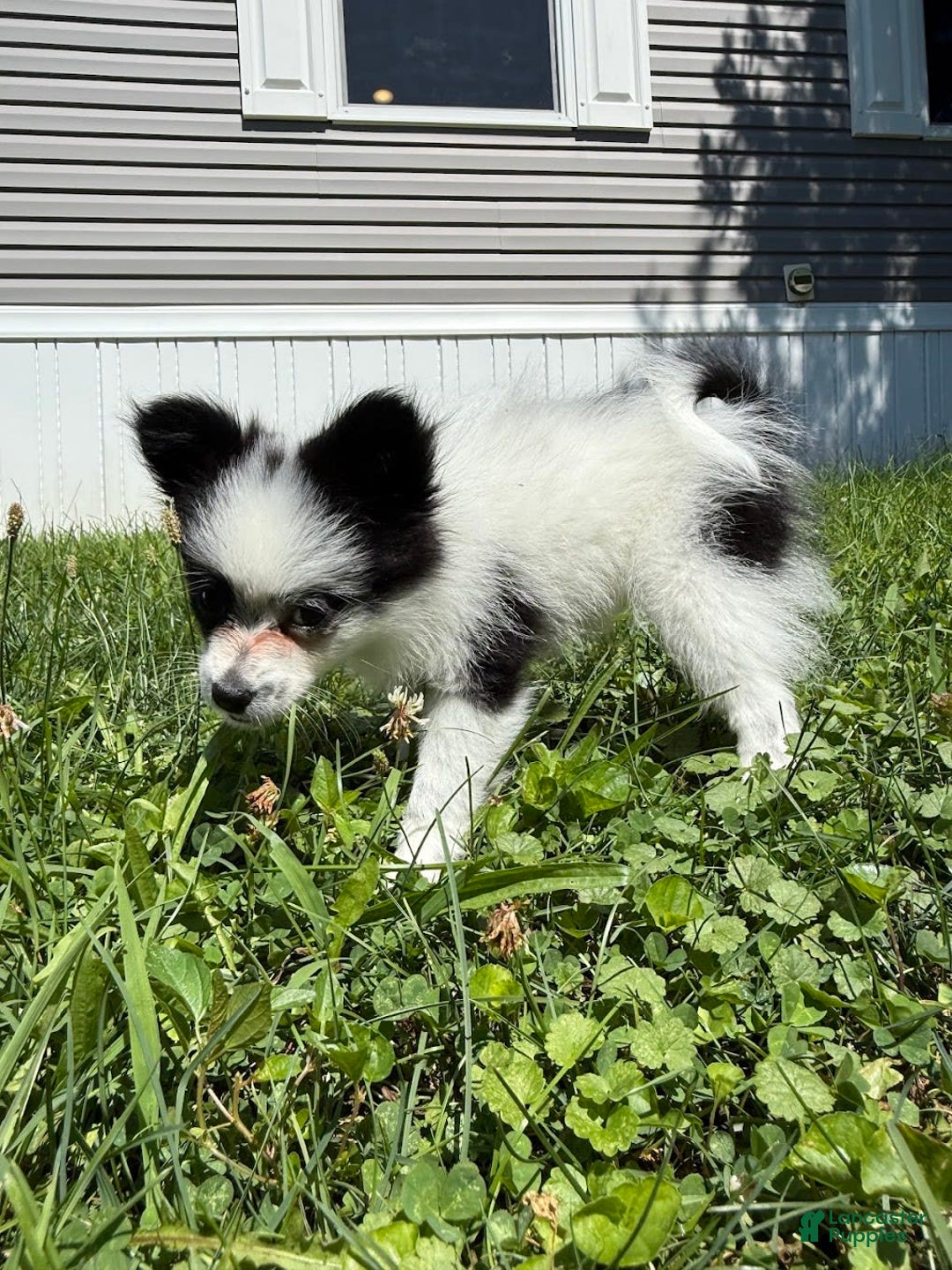 Papillon dogs for sale: Daisy - Image 1