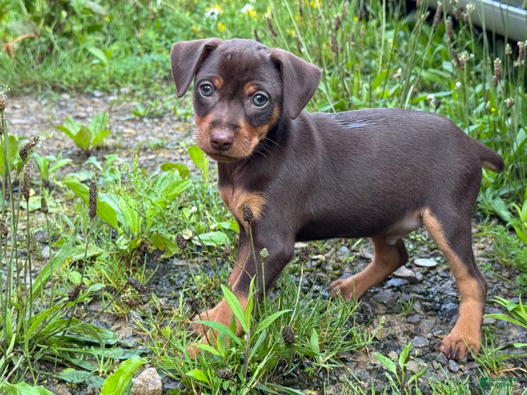 Miniature Pinscher dogs for sale: Rufus - Image 1