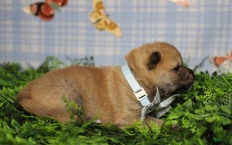 Shiba Inu dogs for sale: Larry - Image 21