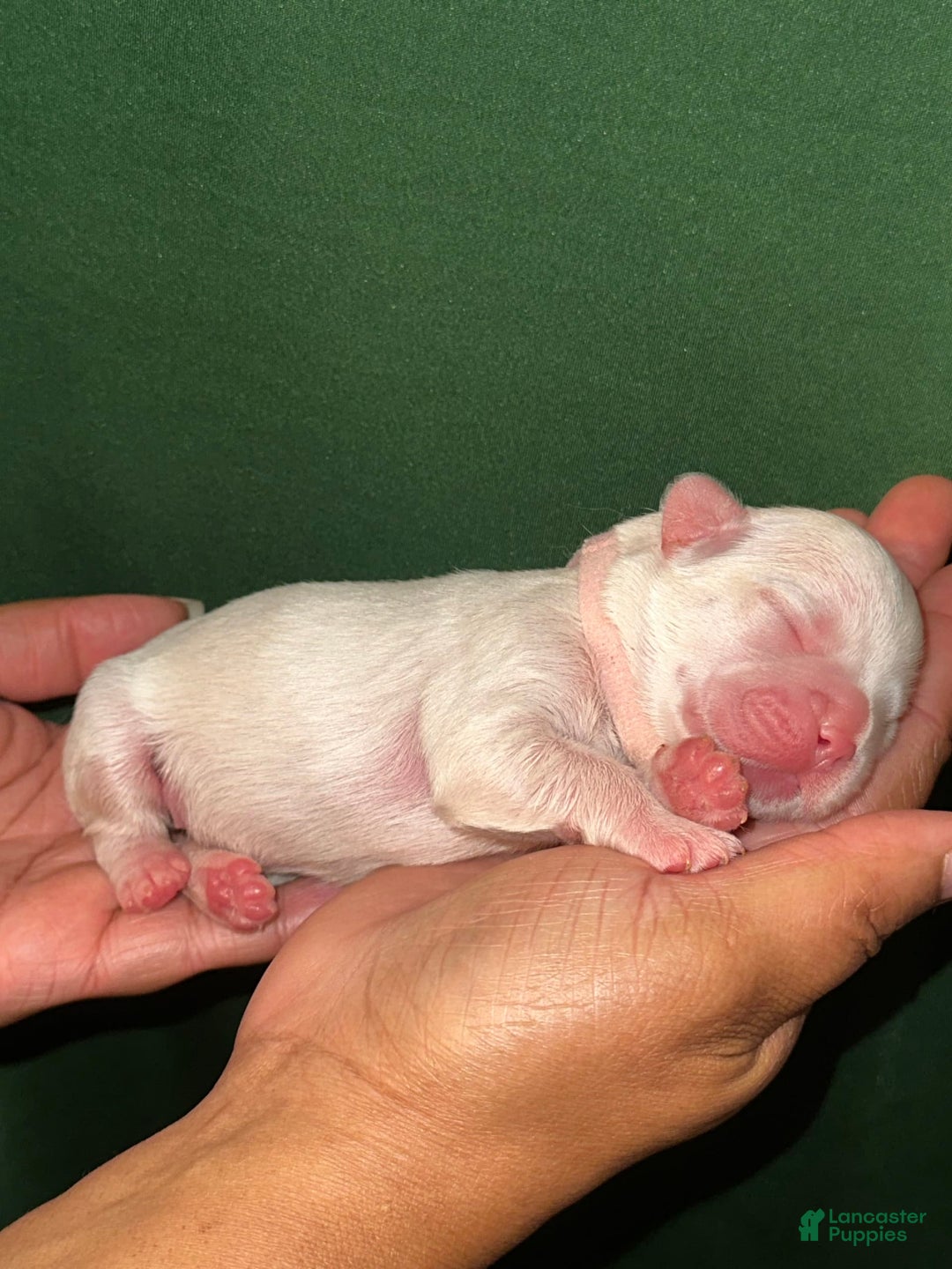 French Bulldog dogs for sale: Pynk - Image 2