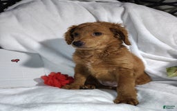 Mini Goldendoodle dogs for sale: Tootsie - Image 11