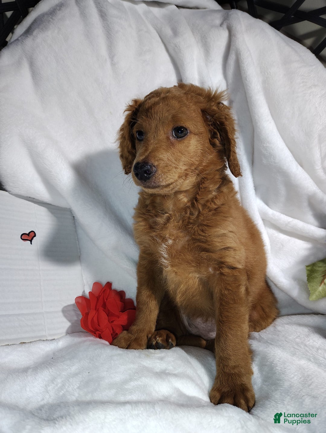 Mini Goldendoodle dogs for sale: Tootsie - Image 11