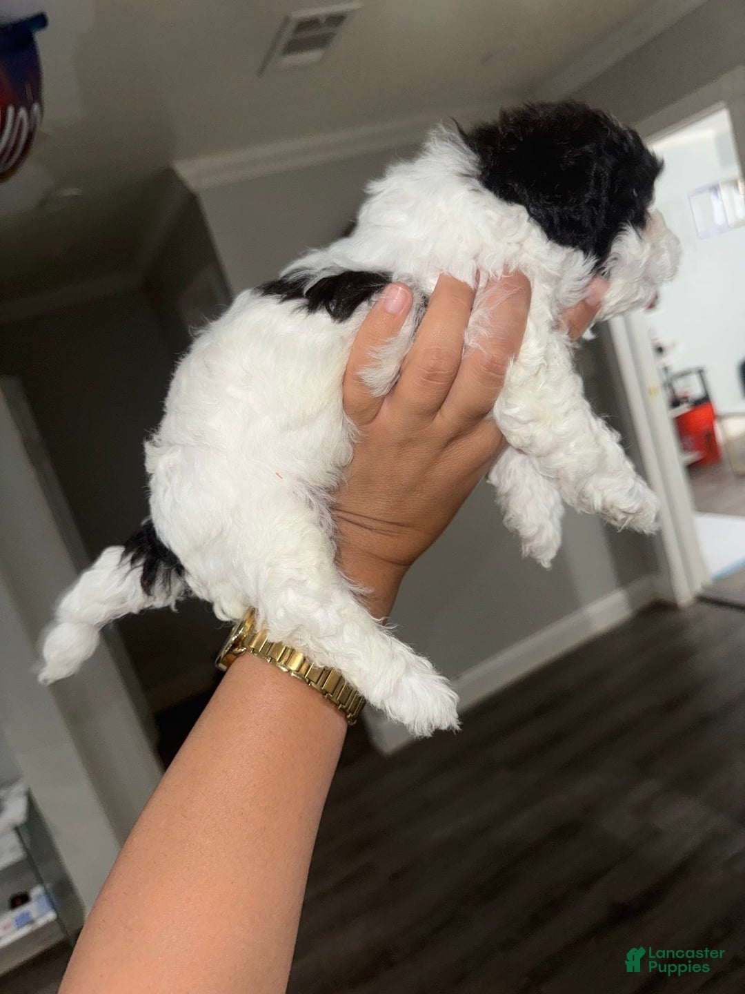 Shihpoo dogs for sale: Beamer - Image 7