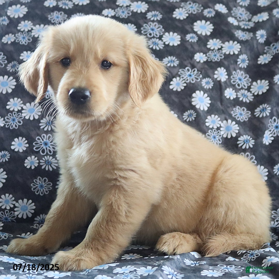 Golden Retriever dogs for sale: River - Image 1