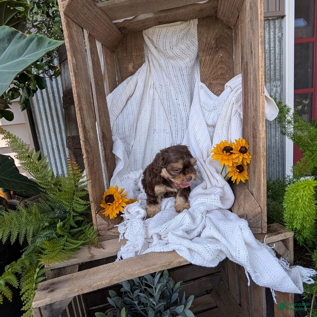 Cockapoo dogs for sale: Hazel - Image 8