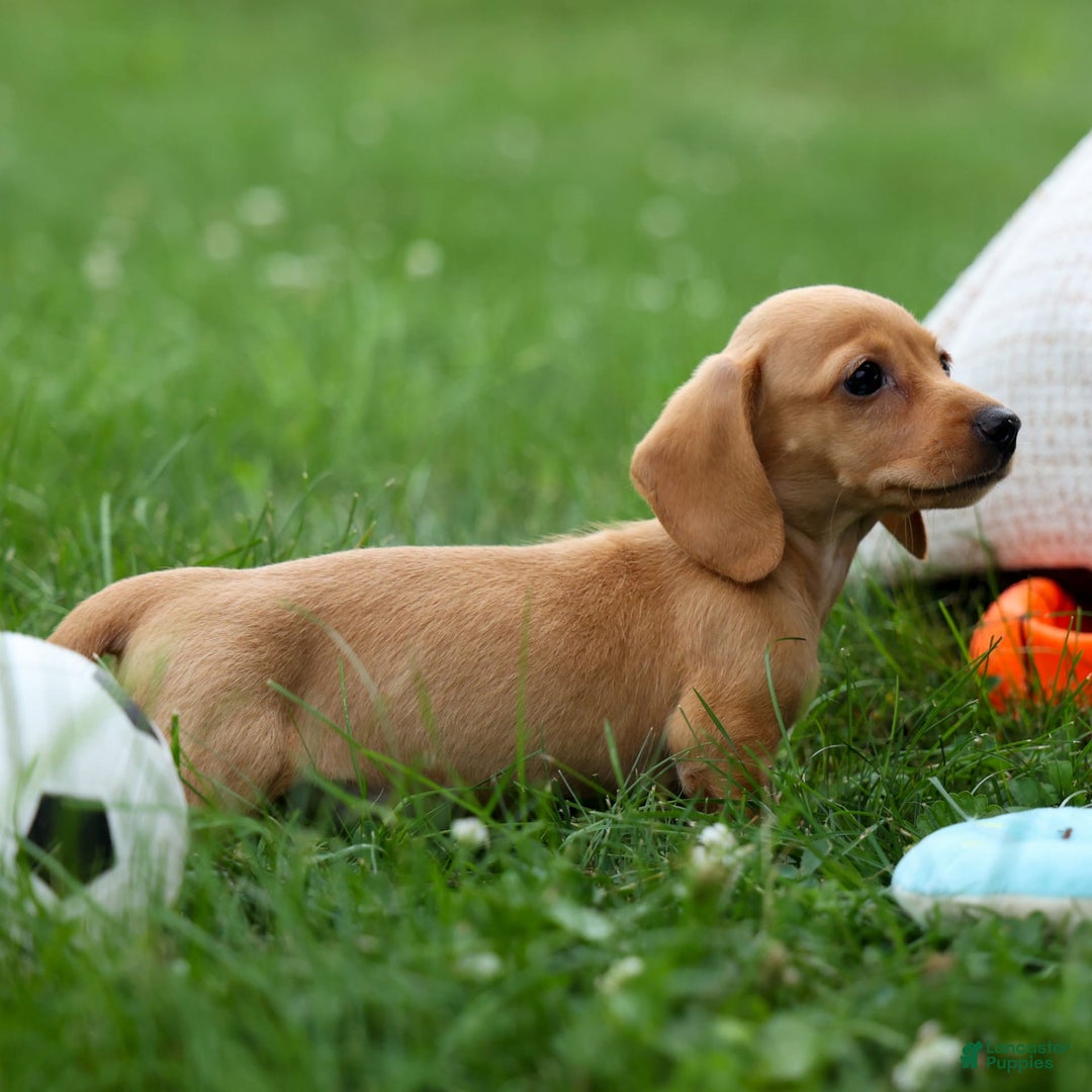 Miniature Dachshund dogs for sale: Miniature Dachshund 3 puppies - Image 26
