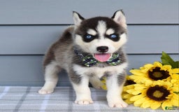 Siberian Husky dogs for sale: Conner - Image 5
