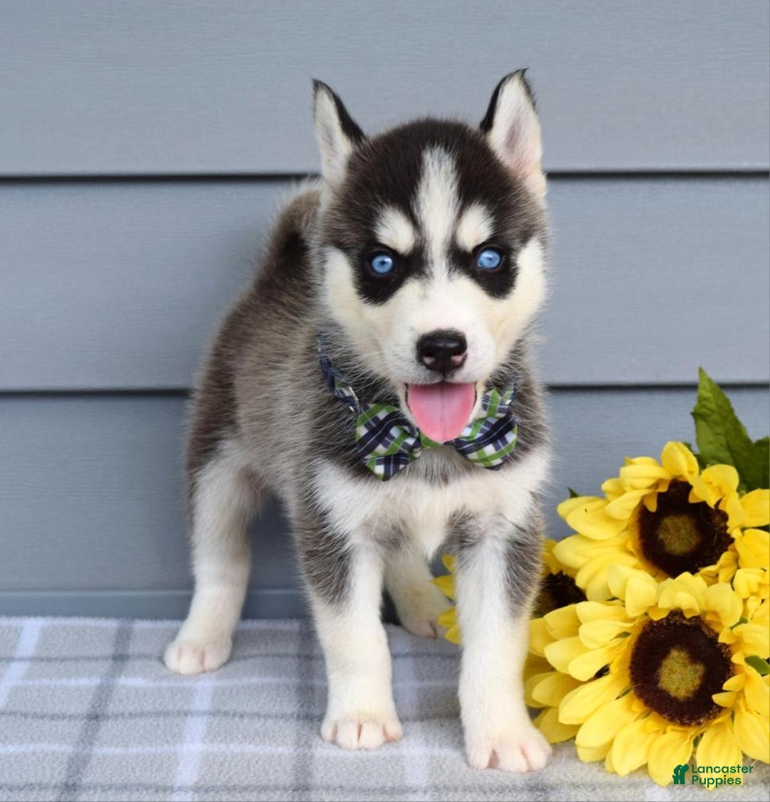 Siberian Husky dogs for sale: Conner - Image 5