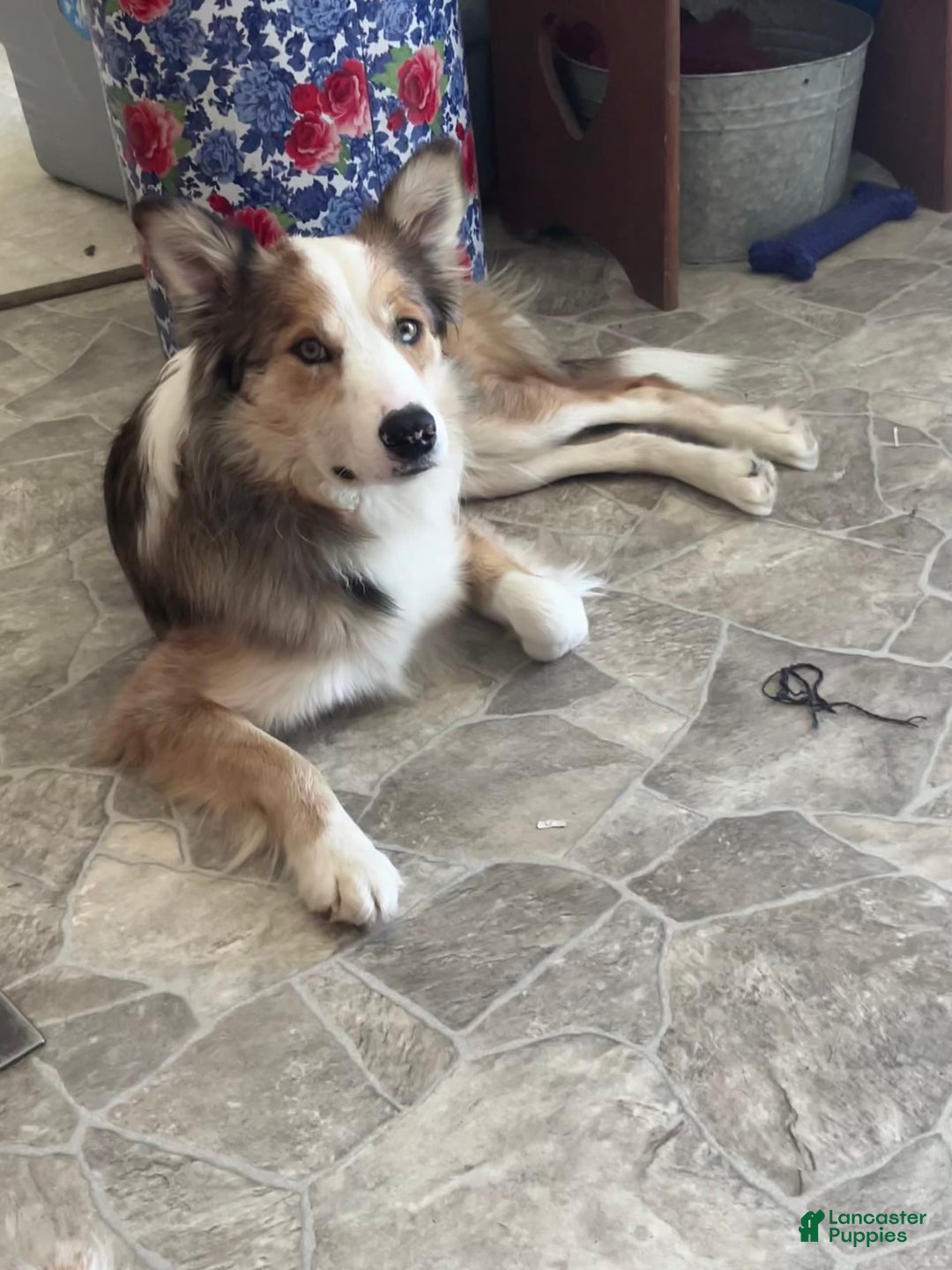 Border Collie dogs for sale: Bonnie - Image 5