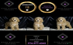 Mini Goldendoodle dogs for sale: Chevy - Image 2