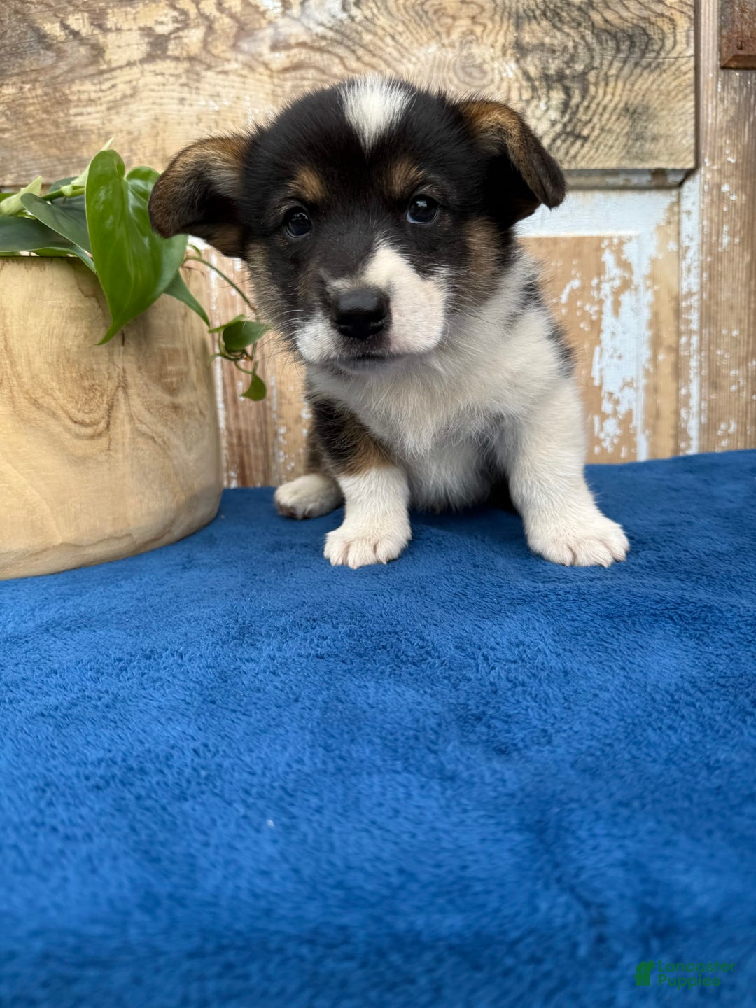 Welsh Corgi Pembroke dogs for sale: Chase - Image 1
