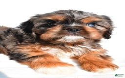 Cavapoo dogs for sale: Daisy - Image 6