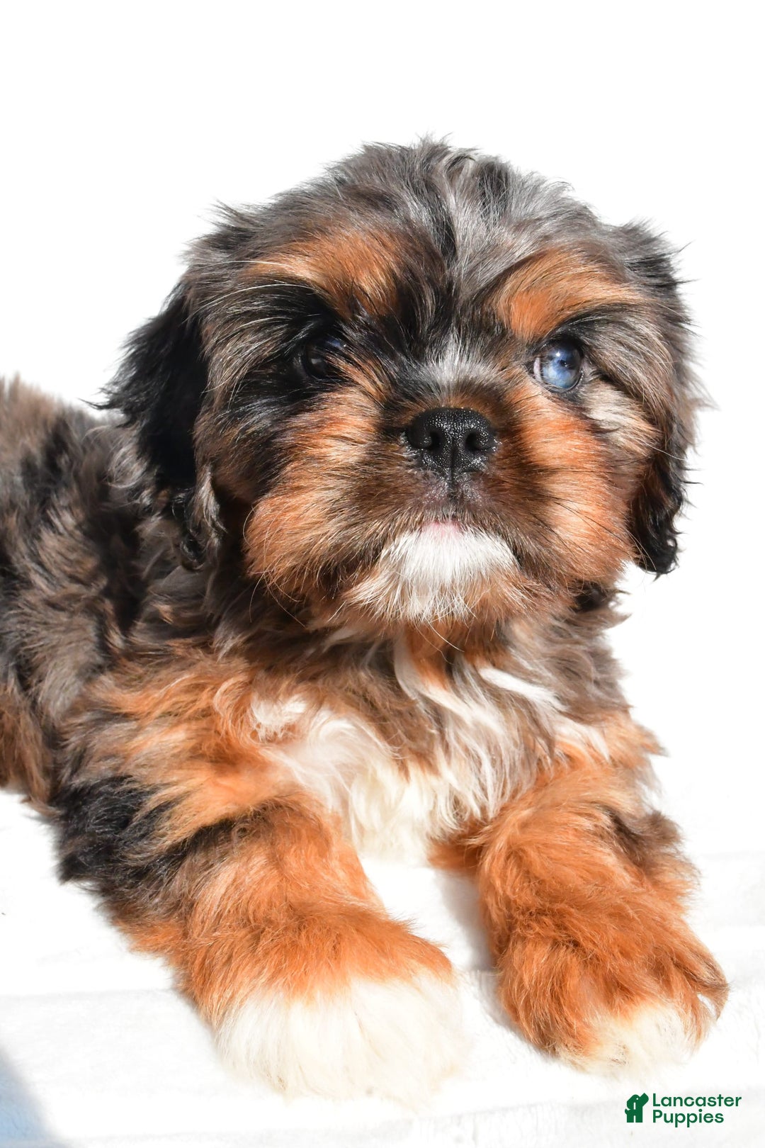 Cavapoo dogs for sale: Daisy - Image 6
