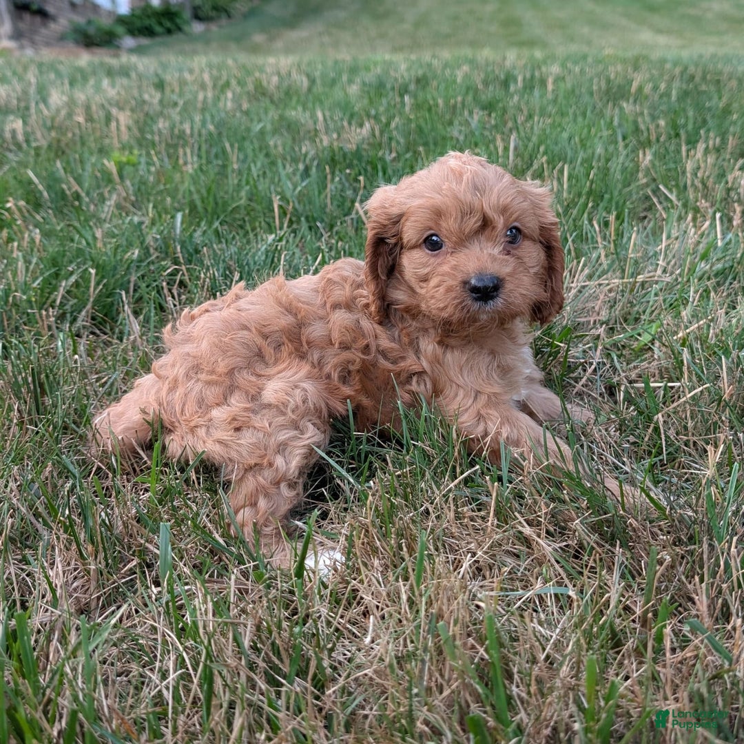 Cavapoo dogs for sale: Axel - Image 25