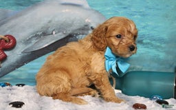 Cavapoo dogs for sale: Phoenix - Image 53