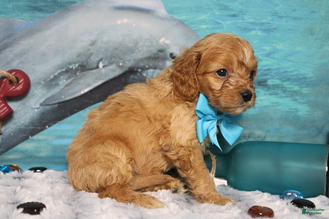 Cavapoo dogs for sale: Phoenix - Image 53