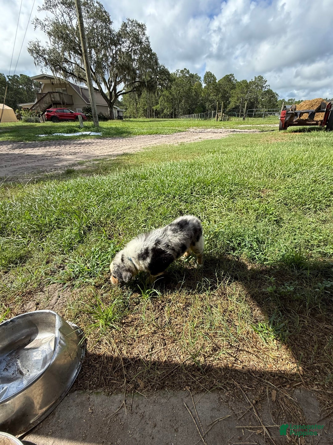 Miniature Australian Shepherd dogs for sale: F-blue - Image 4