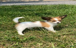 Papillon dogs for sale: Rose 🌹 - Image 2