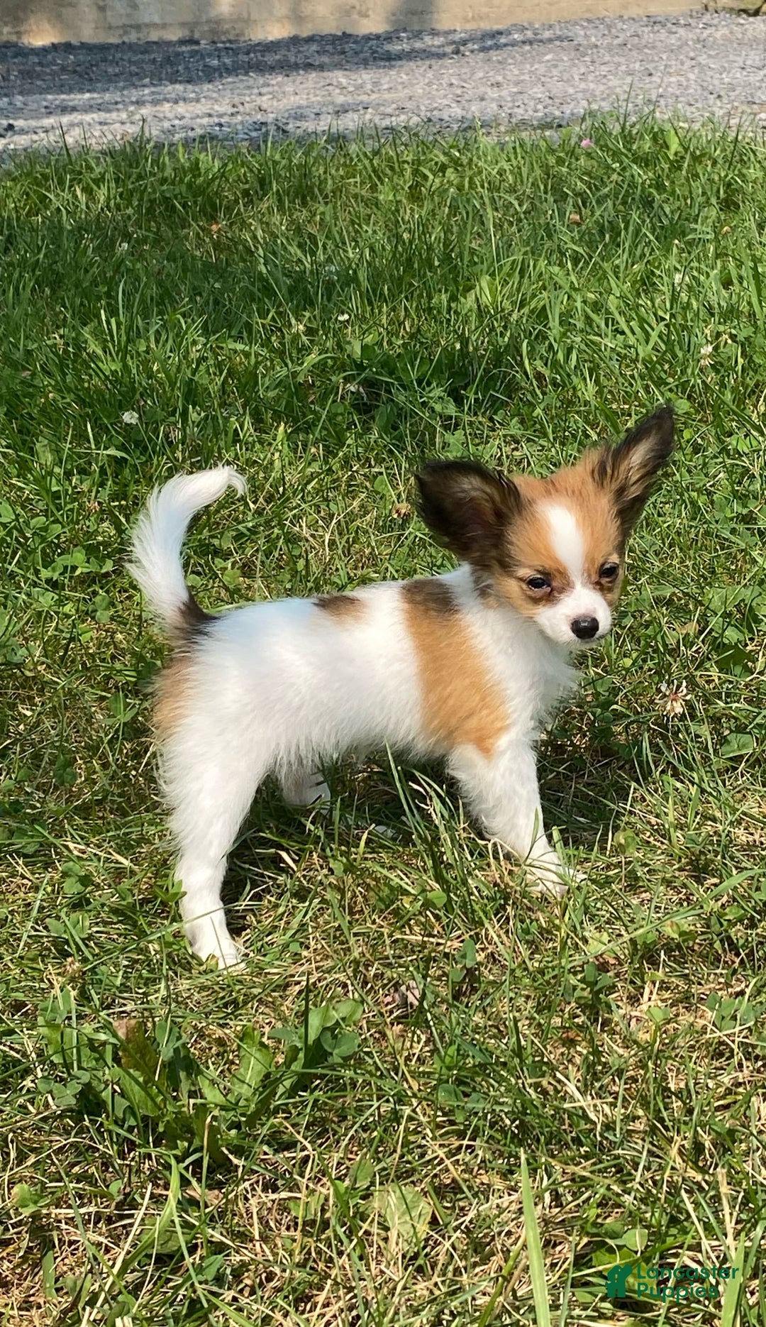 Papillon dogs for sale: Rose 🌹 - Image 2