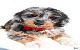 Mini Aussiedoodle dogs for sale: Elias - Image 4