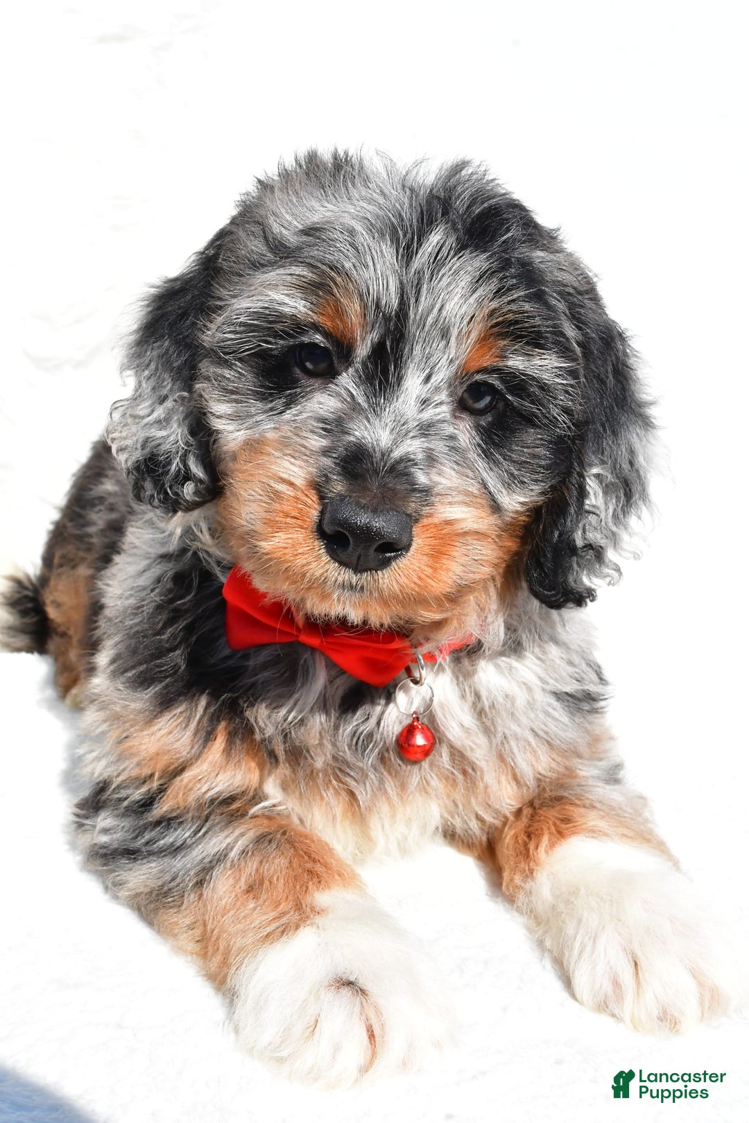 Mini Aussiedoodle dogs for sale: Elias - Image 4