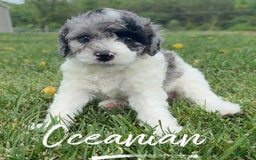 Miniature Poodle dogs for sale: Oceanian - Image 3